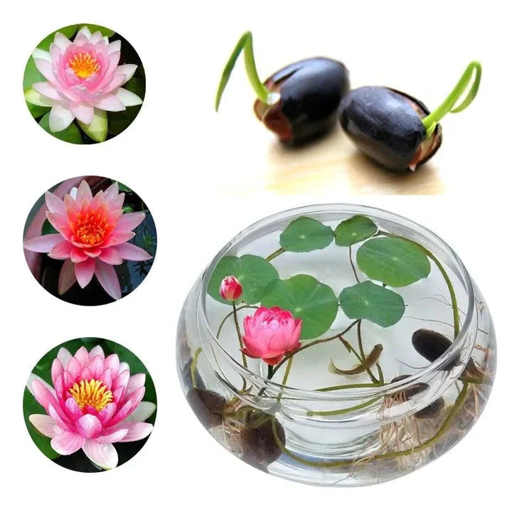 Bonsai Lotus Flower Seeds (Premium Quality)