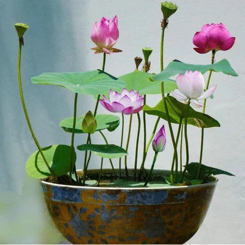 Bonsai Lotus Flower Seeds (Premium Quality)