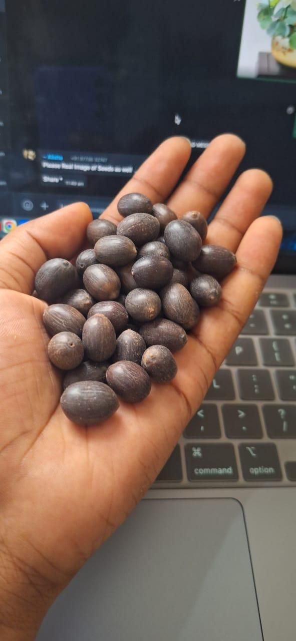 Bonsai Lotus Flower Seeds (Premium Quality)