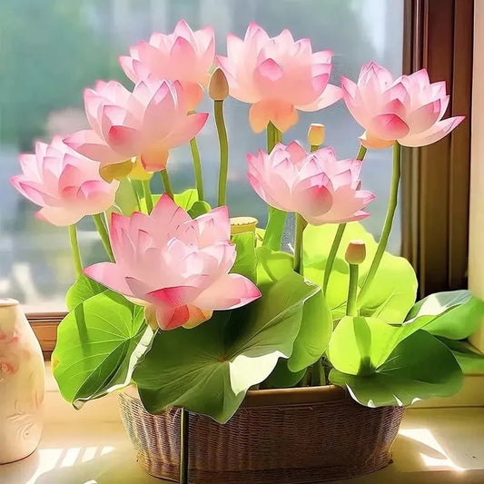 Bonsai Lotus Flower Seeds (Premium Quality)